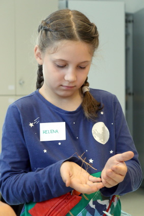 Biologie Stabheuschrecke